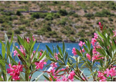 26814892_757000681166543_2585076380127558984_n